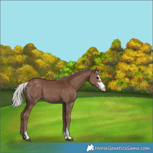 Horse Color:Silver Black Sabino 
