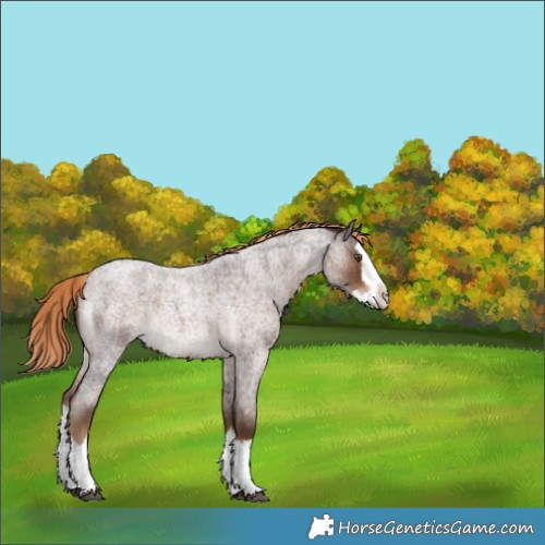 Horse Color:Liver Red Roan Splash Rabicano 