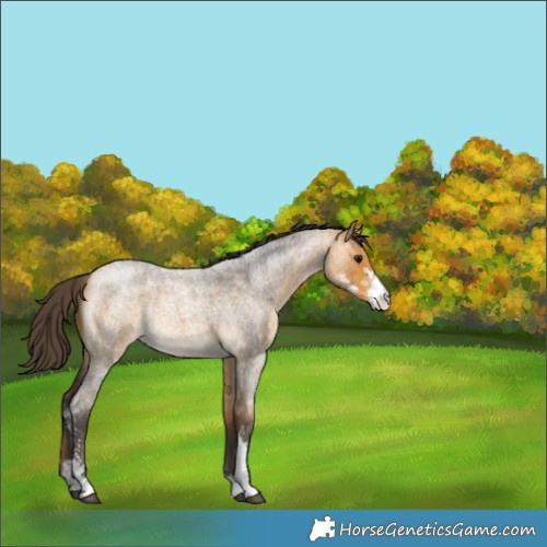 Horse Color:Buckskin Roan Sabino Rabicano 