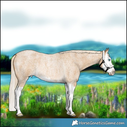 Horse Color:Palomino Roan Splash Rabicano 