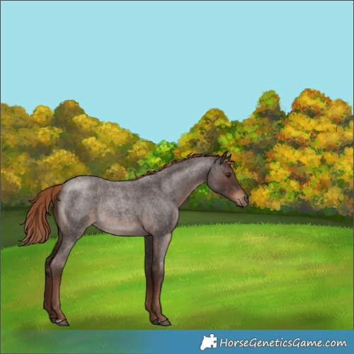 Horse Color:Liver Red Roan Rabicano 