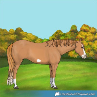Horse Color:Chestnut Splash Frame 