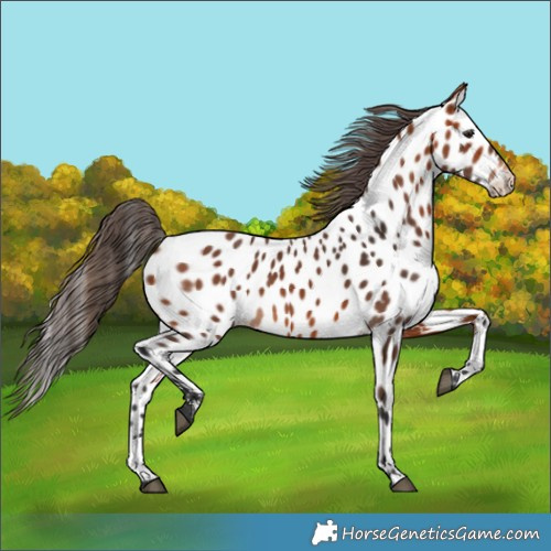 Horse Color:Bay Appaloosa 