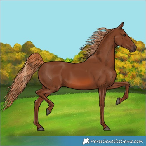 Horse Color:Chestnut 