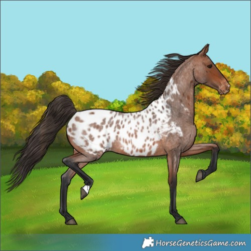 Horse Color:Bay Roan Appaloosa 