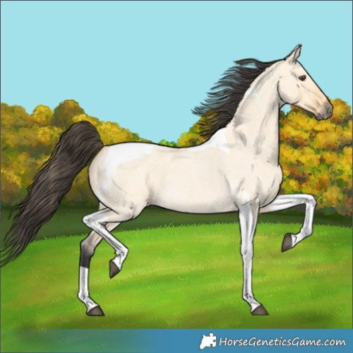 Horse Color:Buckskin Roan Dun Tobiano 