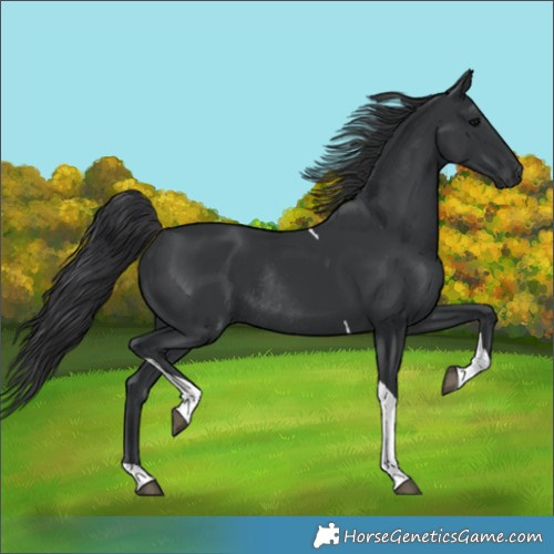 Horse Color:Black Tobiano Rabicano 