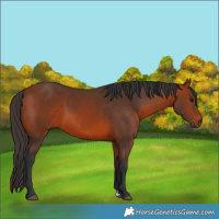 Horse Color:Bay 