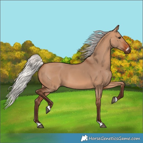 Horse Color:Silver Bay Dun 
