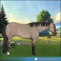 Horse Color:Brown Dun 