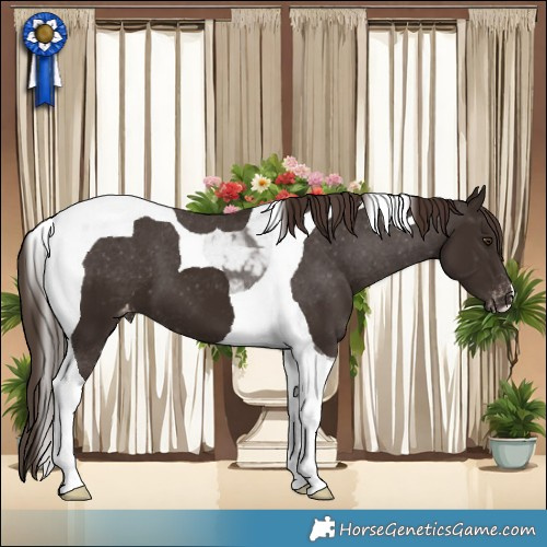 Horse Color:Liver Chestnut Tobiano Appaloosa