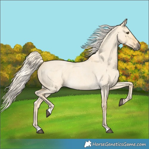 Horse Color:Palomino Roan Dun 