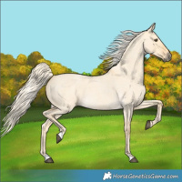 Horse Color:Palomino Roan Dun