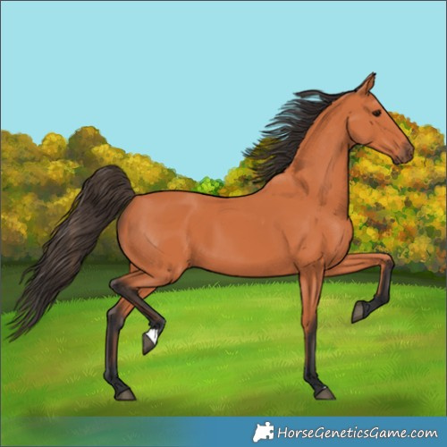 Horse Color:Bay 
