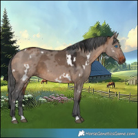 Horse Color:White Spotted Brown Dun Merle 