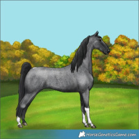Horse Color:Blue Roan Tobiano