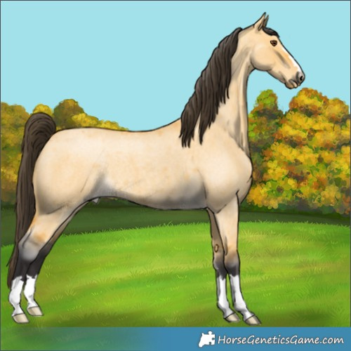 Horse Color:Buckskin Roan Dun