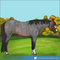 Horse Color:Brown Roan 
