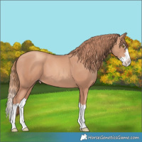 Horse Color:Gold Champagne Splash