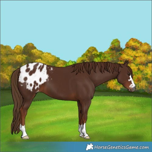 Horse Color:Gray Chestnut Blanket 