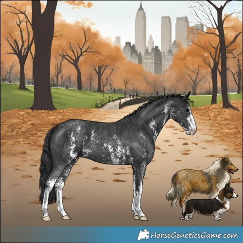 Horse Color:Black Ice Sabino