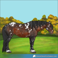 Horse Color:White Spotted Brown Snowflake Varnish 
