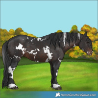 Horse Color:White Spotted Brown Snowflake Varnish 