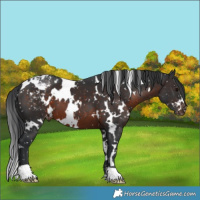 Horse Color:White Spotted Brown Appaloosa 