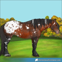 Horse Color:White Spotted Brown Appaloosa 