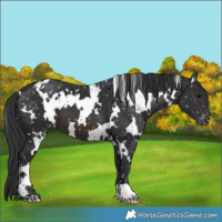 Horse Color:White Spotted Brown Snowflake Varnish 