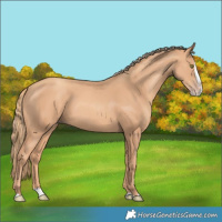 Horse Color:Gold Champagne Splash 