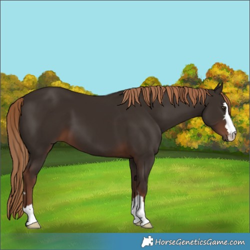 Horse Color:Liver Chestnut 