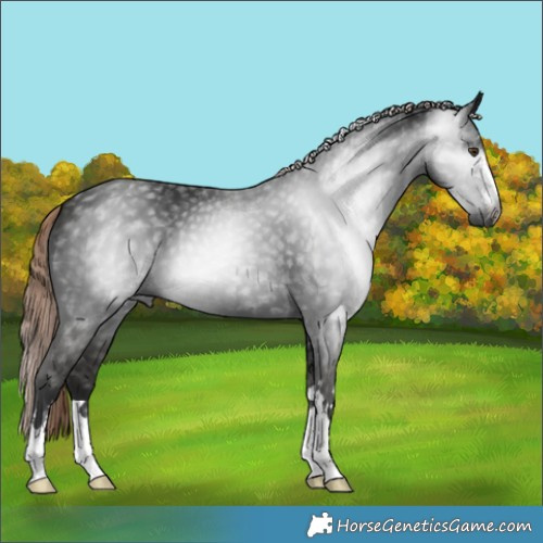 Horse Color:Gray Liver Chestnut 