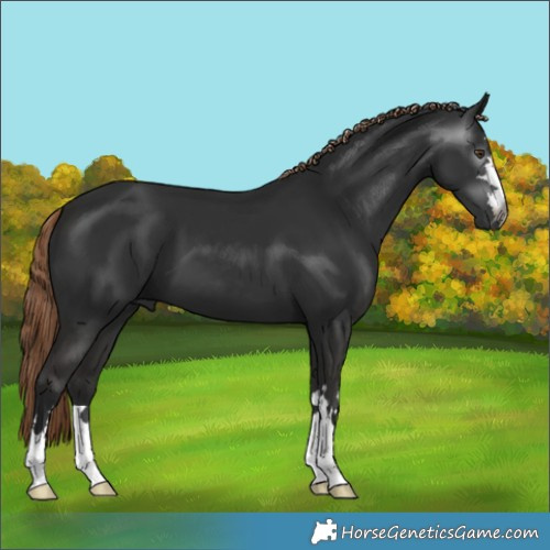 Horse Color:Gray Liver Chestnut