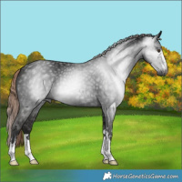 Horse Color:Gray Liver Chestnut