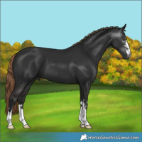 Horse Color:Gray Liver Chestnut 