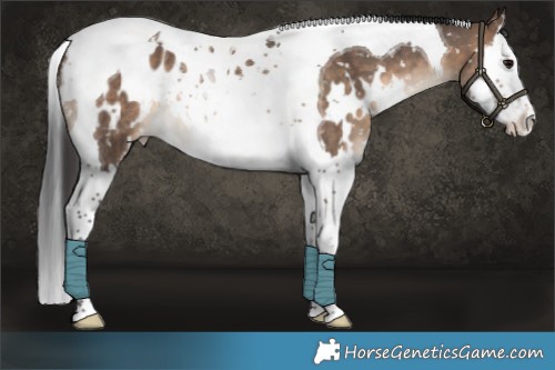 Horse Color:White Spotted Bay Dun Splash Tobiano Appaloosa Rabicano 