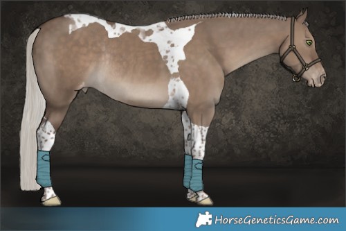 Horse Color:Silver Grullo Tobiano Appaloosa Rabicano 