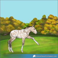 Horse Color:Powder White Bay Dun Appaloosa 