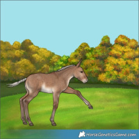Horse Color:Silver Bay Dun 
