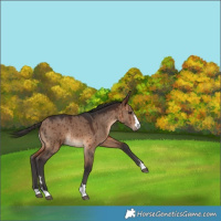 Horse Color:Bay Dun Brindle 