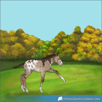 Horse Color:Liver Red Dun Appaloosa Rabicano Brindle 