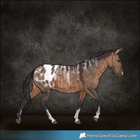 Horse Color:Powder White Brown Dun Appaloosa Brindle 