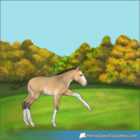 Horse Color:Buckskin Dun Splash Rabicano