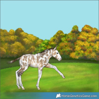 Horse Color:Powder White Buckskin Dun Splash Appaloosa 
