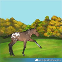 Horse Color:Powder White Bay Dun Appaloosa 