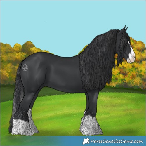Horse Color:Black Splash