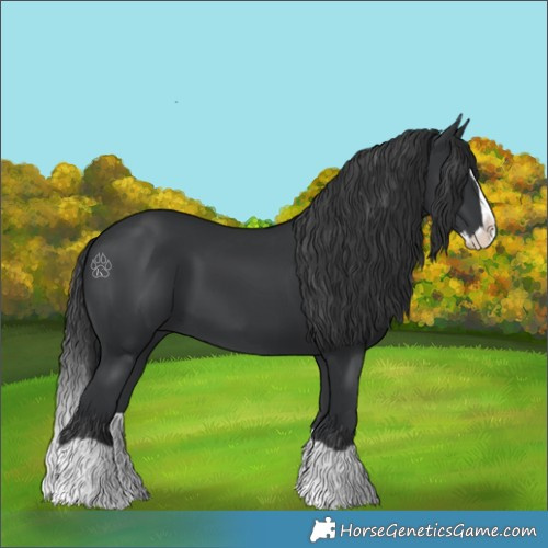 Horse Color:Black Splash 