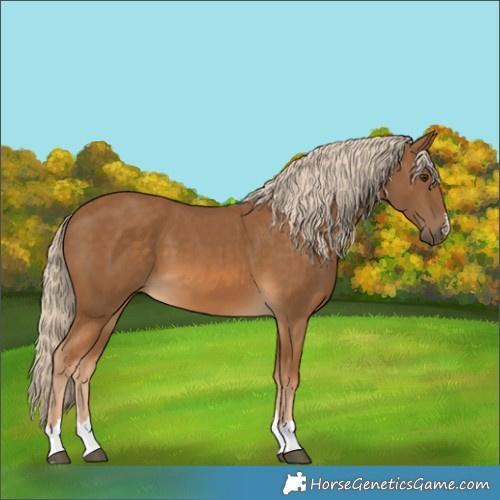 Horse Color:Chocolate Palomino 