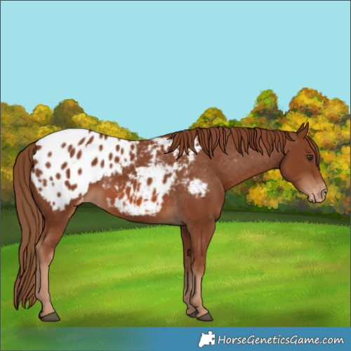 Horse Color:Chestnut Blanket 